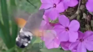 В Рязанской области засняли необычную гигантскую бабочку