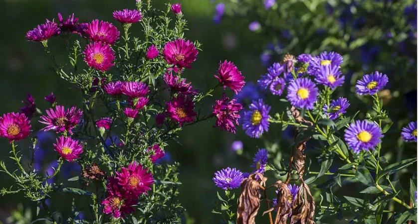 Топ-3 многолетника для идеального цветника: очень неприхотливые и яркие