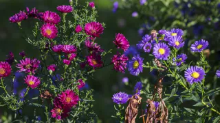 Топ-3 многолетника для идеального цветника: очень неприхотливые и яркие