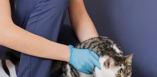 Кот, лишившийся лапы в Гусь-Хрустальном депо, нашел семью после ветклиники