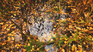 Синоптики предупредили жителей Чувашии о резком похолодании 24 сентября