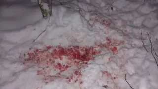 "Разорвали собаку": жителей Коми предупреждают об опасных хищниках