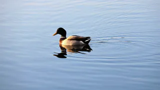 В охотничьих местностях области выпустили партию особей уток