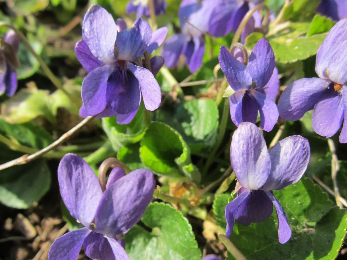 Цветёт бешенно: для декабриста нужно сделать 1 вещь — рассказал прошаренный флорист