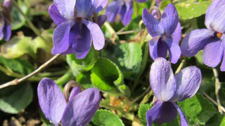 Цветёт бешенно: для декабриста нужно сделать 1 вещь — рассказал прошаренный флорист