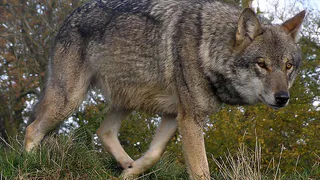 Зимой дикие животные будут чаще "навещать" жителей Коми