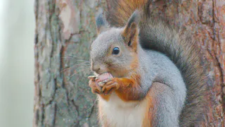 Спасение белки и бельчат в Нижнекамске