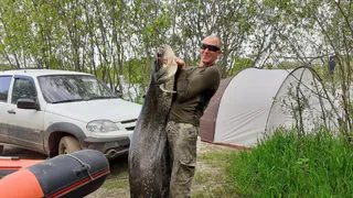 Вот так улов: тульский рыбак вытащил из Оки гигантского сома неподалеку от Шилово