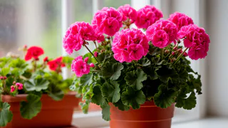 Для цветения герани — в июне обязательно: две ампулы под корешок — и пеларгония роскошнее шапки Мономаха