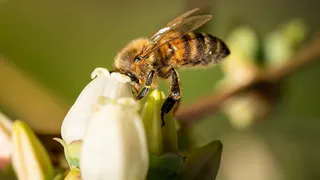 Россельхознадзор выявил нарушения в применении пестицидов, опасных для пчёл