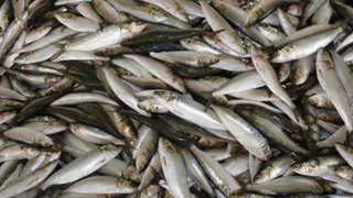 Названа самая полезная рыба - ешьте 2 раза в неделю, богата селеном, фосфором и хороша на вкус