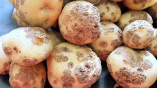 Сотни тонн европейской картошки забраковали на Брянщине