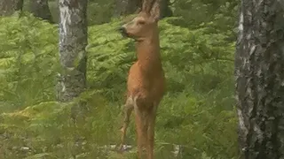 В Муромском районе в кадр госохотинспекторов попала косуля