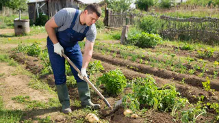 Не сорт, а подарок: с куста по 20 клубней без необходимости окучивания - картошка для ленивых дачников