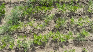 Посыпаю у грядок — муравьи испаряются за считанные мгновения: как с ними бороться, если атакуют клубнику