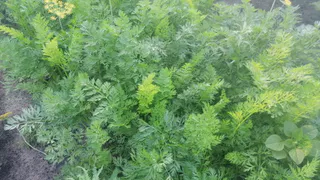 Раскидала по грядке с морковью — больше морковная муха урожай не чует: пролетает мимо