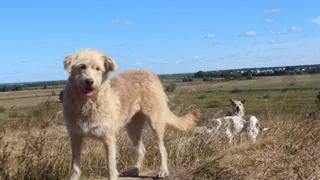 Продолжение скандальной истории - война между жителями Канищева не угасает из-за бездомных собак
