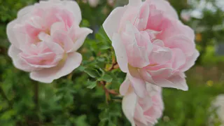 Гороскоп на 11 июля предупреждает о романтических увлечениях и излишнем оптимизме