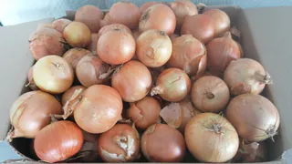 Каждая луковица будет с 2 кулака – сажать нужно только так: возьмите на заметку правила бороздок и первых всходов