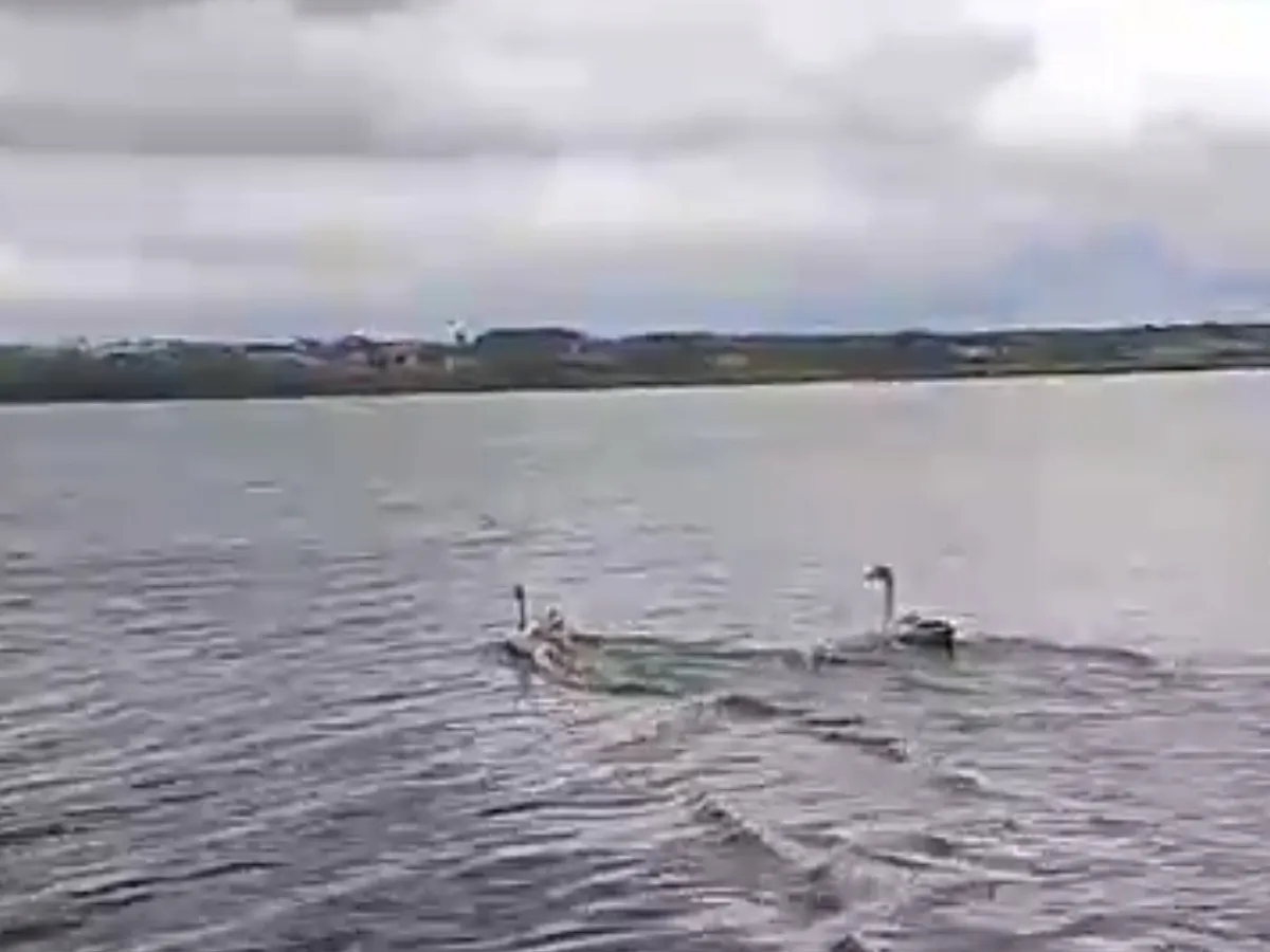 В Татарстане спасли краснокнижных лебедей-шипунов