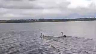 В Татарстане спасли краснокнижных лебедей-шипунов