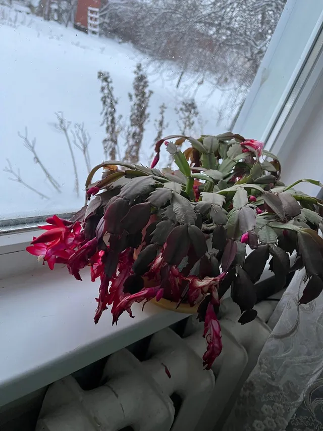 Дешёвая вещица из магазина за пять минут работы сохранит герметичность щелей: из окон не дует даже в пургу