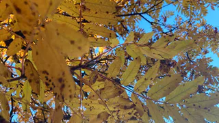 17 сентября в Рязанской области ожидается порывистый ветер и до +27