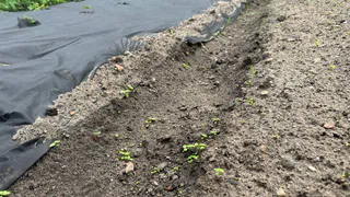 Нынче сажаю только 1 сорт картофеля - и с куста по 20 клубней: все крупные и здоровые, идеальные на пюрешку