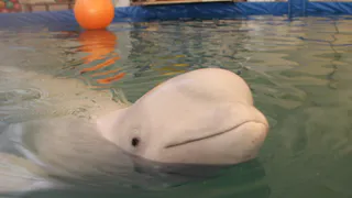 "Мы стремимся показать, как дельфины страдают в неволе"