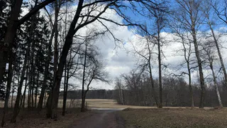 В Рязанской области высадят сотни деревьев