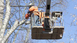 В двух рязанских парках приведут в порядок деревья