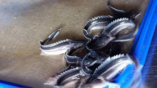 В районе Мурома дорожники запустили в Оку более семнадцати тысяч стерлядок