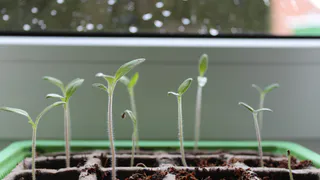 Всего 1 чайная ложка: рассада перца станет крепкой и стойкой уже через 3 дня