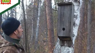 Пензенские лесничие начали проверять домики для летучих мышей