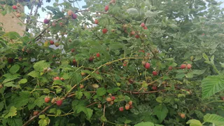 Времени осталось мало: дачников призывают срубить малину под корень и сжечь ее