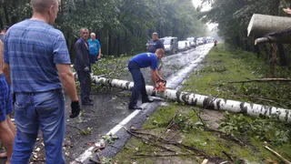 Дорогу под Рязанью завалило буреломом - фото с места происшествия