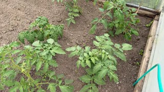 Соседка научила поливать помидоры йодом. Теперь завязи появляются как в 35-градусную жару, так в холод