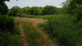 В Рыбновском районе лосиное семейство пробежало мимо рязанца. Видео