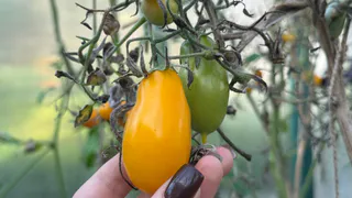 Соседи всегда завидуют моим мини-томатам: всего 60 см в росте, а плоды! размером с кулак - делюсь 5 секретными сортами