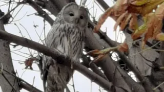 Длиннохвостая неясыть: в центре Рязани заметили сову