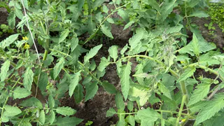 Подкармливаю в июне томаты содой — и уже 3 года собираю помидоры по 2 ведра с куста