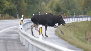 Все больше ДТП с участием лосей фиксируется в Нижнекамском районе