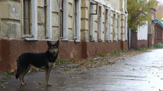 В Рязанской области собака по команде «фас» набросилась на ребенка