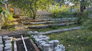 Это безобидное средство против тли и муравьёв оказалось эффективнее сильной химии на молодых побегах