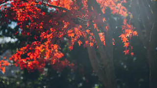 До семи лет колонии и штраф грозит разанцам за сломанные деревья