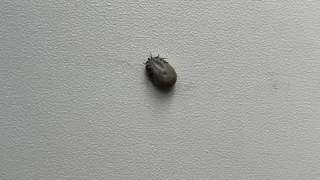 Клещи атакуют: в Коми растет число обращений за медпомощью после укусов