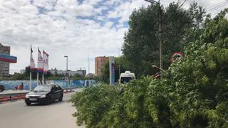 На улице Павлова дерево упало на проезжую часть