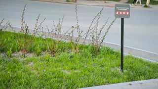 В Магнитогорске в самом разгаре «сенокос»