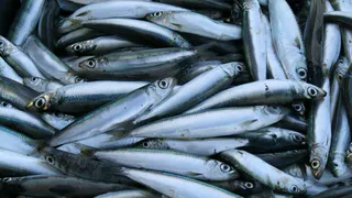 Людям рассказали о самой полезной рыбе - ешьте 3 раза в неделю: она богата селеном, фосфором и нежна на вкус