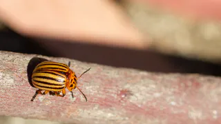 Мучился с колорадским жуком больше 5 лет, пока не узнал эффективный метод — одна обработка обеспечивает удачный сезон